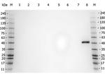 PPAR alpha Antibody in Western Blot (WB)