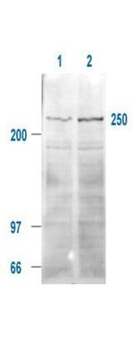 Phospho-mTOR (Ser2448) Antibody in Western Blot (WB)