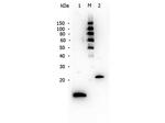 TGF beta 1 Antibody in Western Blot (WB)