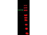 BACH1 Antibody in Western Blot (WB)