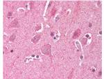 Ldb2 Antibody in Immunohistochemistry (Paraffin) (IHC (P))