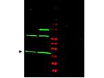 MAD2L1 Antibody in Western Blot (WB)