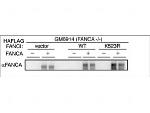 FANCA Antibody in Western Blot (WB)