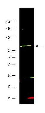 FANCG Antibody in Western Blot (WB)