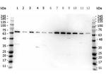 FANCG Antibody in Western Blot (WB)