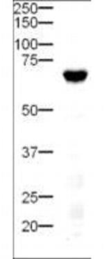 Delta-4 Antibody in Western Blot (WB)