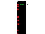 SLIT2 Antibody in Western Blot (WB)