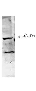 Neuraminidase (Neu2) Antibody in Western Blot (WB)