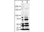 Slit1 Antibody in Western Blot (WB)