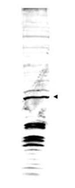 Swi6 Antibody in Western Blot (WB)