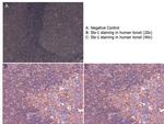 Sts-1 Antibody in Immunohistochemistry (Paraffin) (IHC (P))