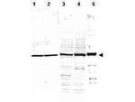 alpha-Tubulin Antibody in Western Blot (WB)