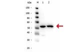 alpha-Tubulin Antibody in Western Blot (WB)