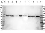 alpha-Tubulin Antibody in Western Blot (WB)