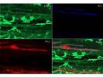 beta Actin Antibody in Immunohistochemistry (Paraffin) (IHC (P))