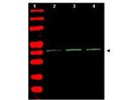 beta Actin Antibody in Western Blot (WB)