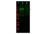 GGA3 Antibody in Western Blot (WB)