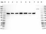 GGA3 Antibody in Western Blot (WB)