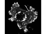 Phospho-Asap1 (Tyr782) Antibody in Immunocytochemistry (ICC/IF)