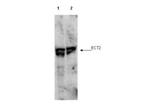 Phospho-ECT2 (Thr790) Antibody in Western Blot (WB)