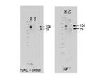 ABCB6 Antibody in Western Blot (WB)