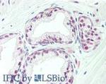 TAF1 Antibody in Immunohistochemistry (Paraffin) (IHC (P))