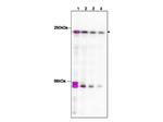 TAF1 Antibody in Western Blot (WB)