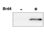 Phospho-CDK9 (Thr29) Antibody in Western Blot (WB)