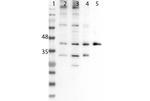 Six3 Antibody in Western Blot (WB)