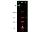 ATR Antibody in Western Blot (WB)