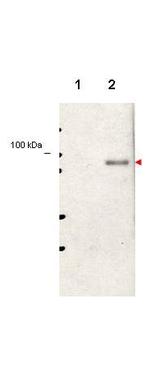 Phospho-Stat5 (Tyr694) Antibody in Western Blot (WB)