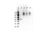 Phospho-Cenexin-1 (Ser796) Antibody in Western Blot (WB)