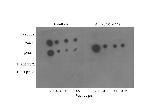 IL-7 Receptor alpha Chain Antibody in Dot Blot (DB)