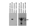 KSHV ORF57 Antibody in Western Blot (WB)