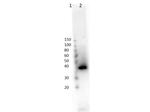 Lac I Antibody in Western Blot (WB)