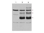 c-Myb Antibody in Western Blot (WB)