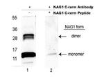 NAG-1 Antibody in Western Blot (WB)