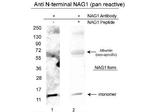 NAG-1 Antibody in Western Blot (WB)