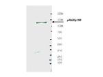 pRb2 p130 Antibody in Western Blot (WB)