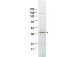 Plasminogen Activator Inhibitor 2 Antibody in Western Blot (WB)