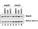 Phospho-SMAD1 (Ser206) Antibody in Western Blot (WB)