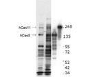 CASZ1 Antibody in Western Blot (WB)
