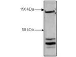 CTCF Antibody in Western Blot (WB)