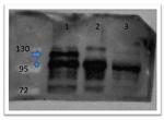 beta Catenin Antibody in Western Blot (WB)