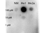 Methyl-STAT5 (Arg31) Antibody in Dot Blot (DB)