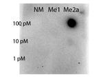 Methyl-STAT5 (Arg31) Antibody in Dot Blot (DB)