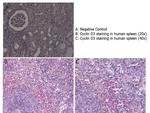 Cyclin D3 Antibody in Immunohistochemistry (Paraffin) (IHC (P))