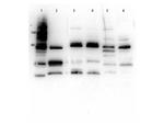 Glut2 Antibody in Western Blot (WB)