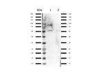 Nrf2 Antibody in Western Blot (WB)