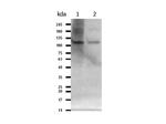 PIK3CB Antibody in Western Blot (WB)